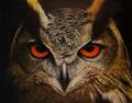 Fågelmotiv, olja på duk, Owl V