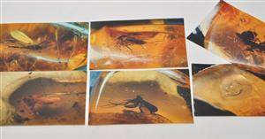 5 ravstykker med insekter 5