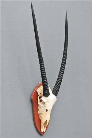 Skalmonteret jagttrofæ, oryx.