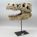 Dinosauriekranium