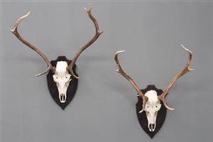 To skalmonterede jagttrofæer 2