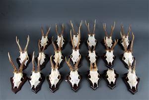 Samling opsatse fra råbukke. 20