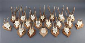20 skalmonterede jagttrofæer 20