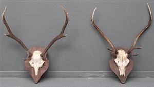 To skalmonterede jagttrofæer 2