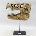 Dinosauriekranium