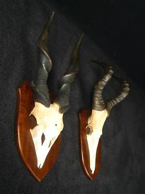 2 Antilopengeweihe 2