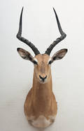 Impala jagttrofæ