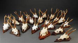 Samling opsatse fra råbukke monterede på plader 20