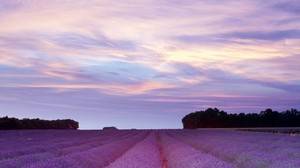 8 tägige Flusskreuzfahrt Rhône und Mittelmeer auf der MS Bellefleur ab  bis Lyon für 2 Personen Reisetermin 08.08. - 15.08.2014