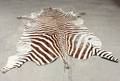 Zebraskind
