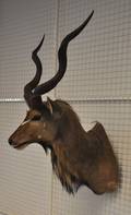 Skuldermonteret Kudu, jagttrofæ. 