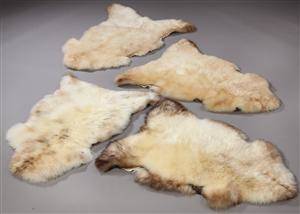 Fire fåreskind af Engelsk opdræt. Super soft. Farver Ivory med brune patches. 4
