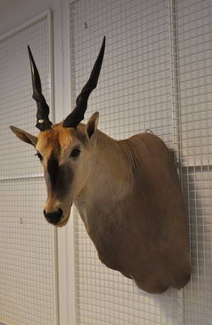 Skuldermonteret Eland, jagttrofæ.