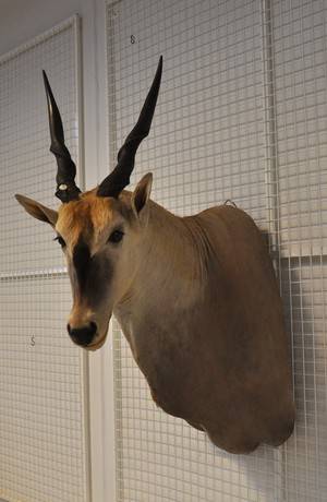 Skuldermonteret Eland, jagttrofæ. 