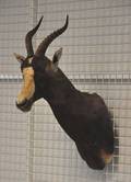 Skuldermonteret Blisbuk  Blesbuck, jagttrofæ. 