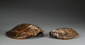 Rygskjold fra havskildpadder 2