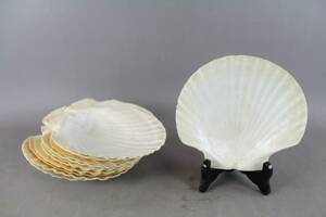 Snäckskalsassietter 12 st