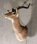 Skuldermonteret, mørkpandet Impala -  sydafrika 