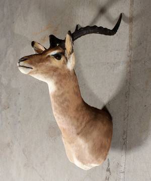 Skuldermonteret, mørkpandet Impala -  sydafrika 