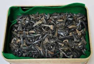 Samling fossile hajtænder 300 stk.  