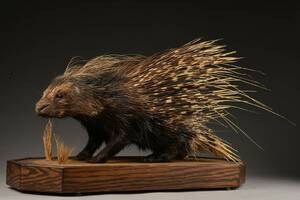 Jagttrofæ. Hulepinsvin  Hystricidae