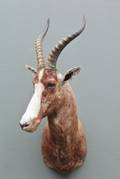Jagttrofæ af skuldermonteret Blesbok 