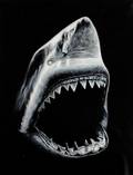Hajmotiv, olja på duk, Shark I