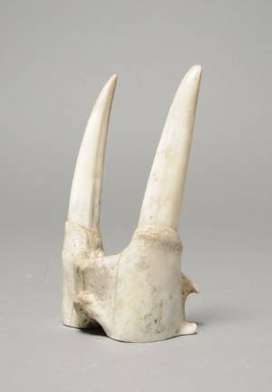 Grønlandica. Hvalroskæbe med tænder.