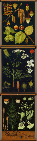 Tre skoleplancher med plantemotiver 3