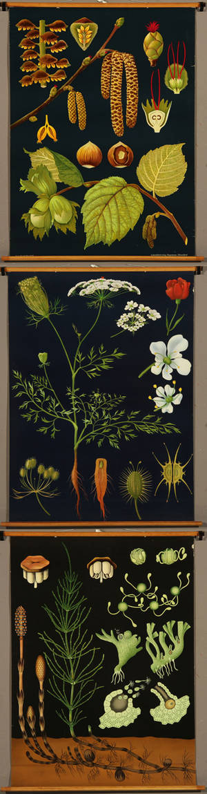 Tre skoleplancher med plantemotiver 3