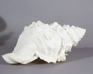 Tischlampe  Muschel. Kunststoff