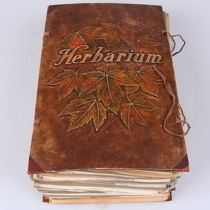  HERBARIUM, 1900-talets första hälft.