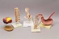 Anatomiskamodeller