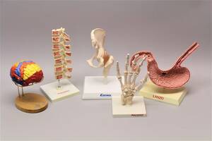 Anatomiskamodeller