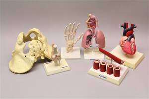 Anatomiskamodeller