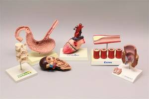 Anatomiskamodeller