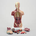 ANATOMISK MODELL