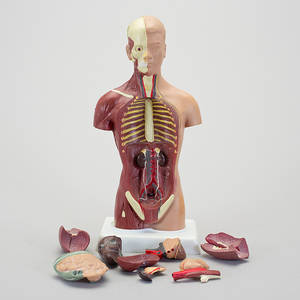ANATOMISK MODELL