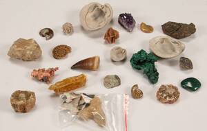 Samling fossiler og mineraler.