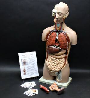 Anatomidocka