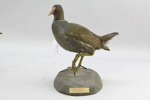 Rörhöna