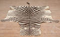 Zebraskind centralafrika