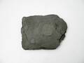 Stenfossil