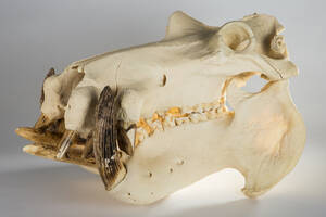 Schädel  Kiefer eines Flusspferds  Hippos