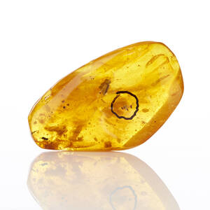 Bärnsten med inneslutning