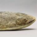 Fossilerad