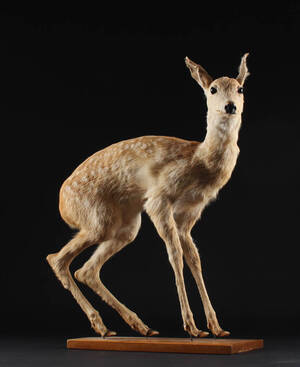 Udstoppet rålam monteret på plade