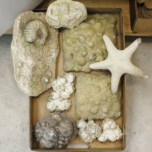 Trädgårdsdekorationer