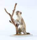 Udstoppet grøn marekat Cercopithecus aethiops. 