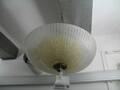 Plafond